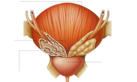 anatomya ng prosteyt